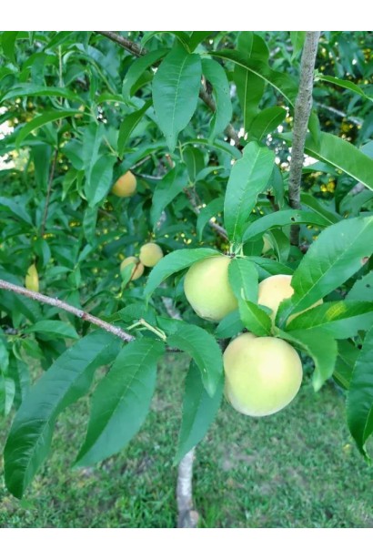 Prunus persica Ice Peach